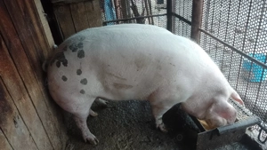 Vand porc cu greutatea intre  220kg-240kg - imagine 2