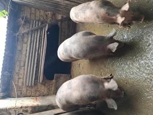 Vând porci pietrain in jur de 200-230 kg - imagine 5