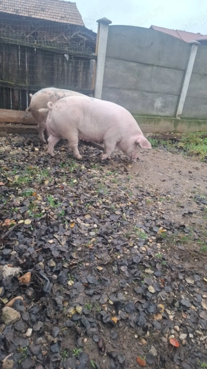 Porci de carne rasă  - imagine 4