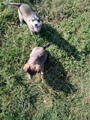 Catei de vanzare - imagine 5