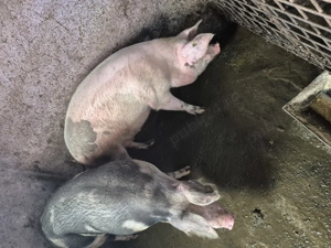 Vand porci bio, inf.tel.  - imagine 4