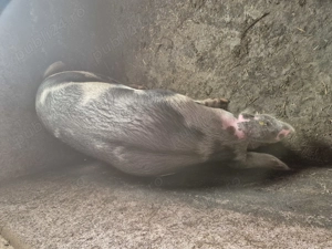 Când porci grași crescuți bio - imagine 2