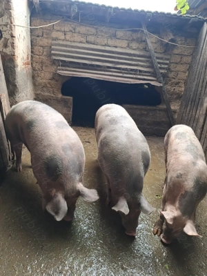 Vând porci pietrain in jur de 200-230 kg - imagine 2