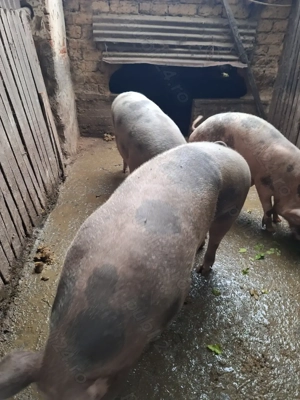 Vând porci pietrain in jur de 200-230 kg