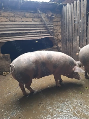 Vând porci pietrain in jur de 200-230 kg - imagine 3