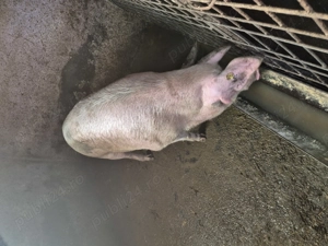 Când porci grași crescuți bio - imagine 5