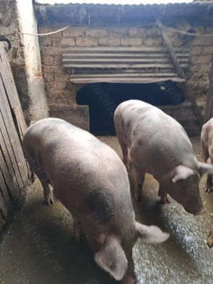 Vând porci pietrain in jur de 200-230 kg - imagine 4