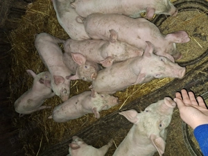 Vând purcei rasa landrace cu pietrain  - imagine 3