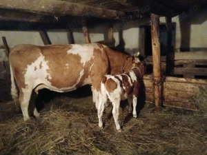 Vaca cu vitel rasa Baltata romaneasca cu rosu - imagine 4