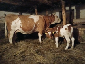 Vaca cu vitel rasa Baltata romaneasca cu rosu