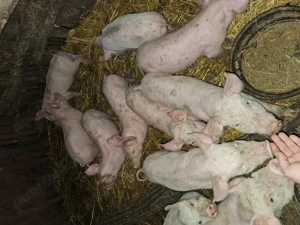 Vând purcei rasa landrace cu pietrain 