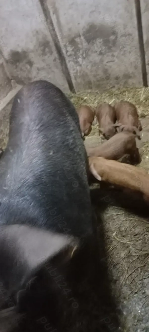 Purcei Duroc rasă pură Turnu Magurele Disponibili dupa 20.11.2025