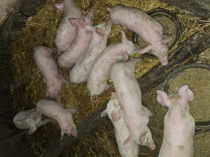 Vând purcei rasa landrace cu pietrain  - imagine 4