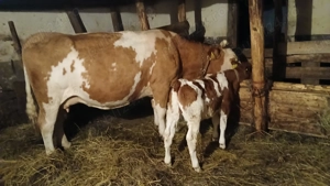 Vaca cu vitel rasa Baltata romaneasca cu rosu - imagine 2