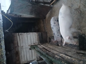 Vand o pereche de grasuni - imagine 2