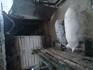 Vand o pereche de grasuni