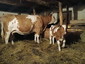 Vaca cu vitel rasa Baltata romaneasca cu rosu - imagine 3