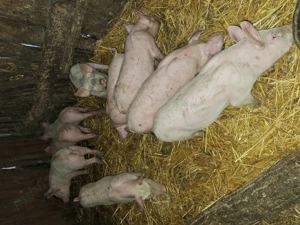 Vând purcei rasa landrace cu pietrain  - imagine 5