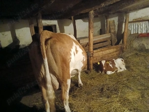 Vaca cu vitel rasa Baltata romaneasca cu rosu - imagine 5