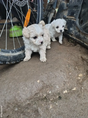 Căței bichonii - imagine 5