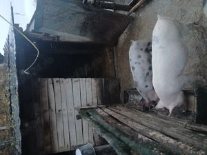 Vand o pereche de grasuni - imagine 4