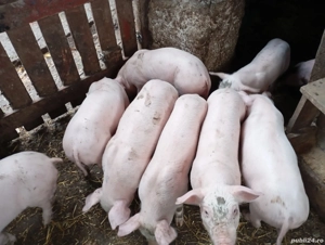 Purcei Landras cu Pietrain 