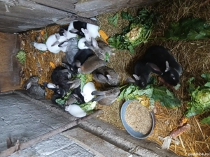 Vind pui de iepuri  - imagine 2