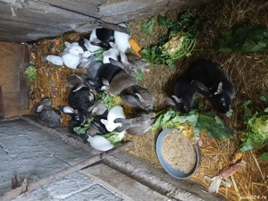 Vind pui de iepuri  - imagine 4