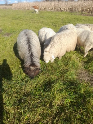 Vând 3 oii, Pirtestii de Jos, Suceava  - imagine 2