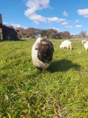 Vând 3 oii, Pirtestii de Jos, Suceava  - imagine 3