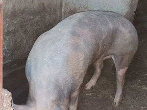 Vând porci de carne 