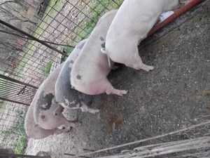 Porci pentru sacrificat  - imagine 2