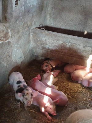 Vând porci de carne  - imagine 2