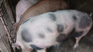 Vând Porc! - imagine 4