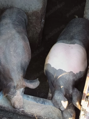 Vând porci de carne  - imagine 3