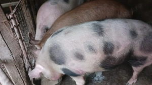 Vând Porc! - imagine 2