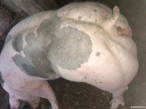 porci de carne pentru Crăciun 