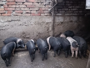 Vând purcei bazna 3luni