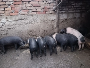 Vând purcei bazna 3luni - imagine 2