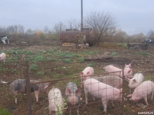 suldei purcei - imagine 4