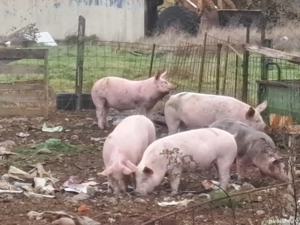 suldei purcei - imagine 2