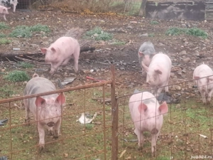 suldei purcei - imagine 3