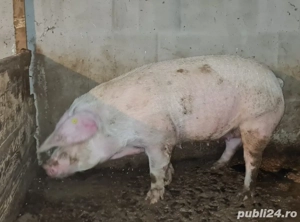 vând scroafă pentru sacrificat.