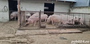 Vand porci - imagine 2