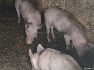 purcei petran - imagine 2