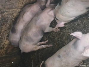 purcei petran - imagine 3