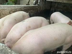 Vand porci grasi - imagine 2