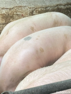 Vand porci grasi - imagine 4