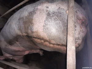 porci de carne pentru Crăciun 