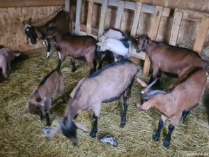 capre alpin franceze